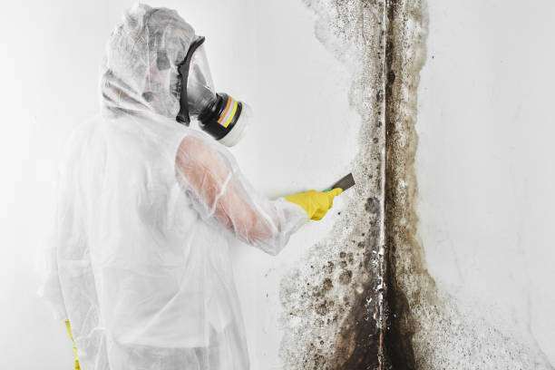 Best Emergency Mold Remediation in Dade City North, FL