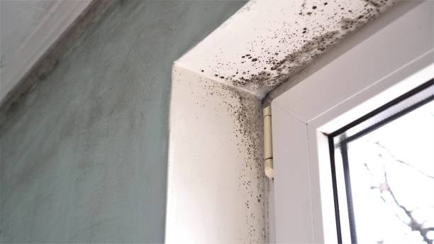 Best Insurance-Related Mold Remediation in Dade City North, FL
