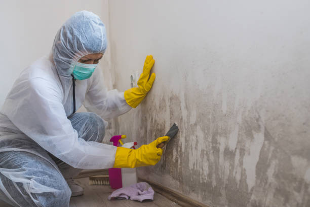 Best Residential Mold Remediation in Dade City North, FL