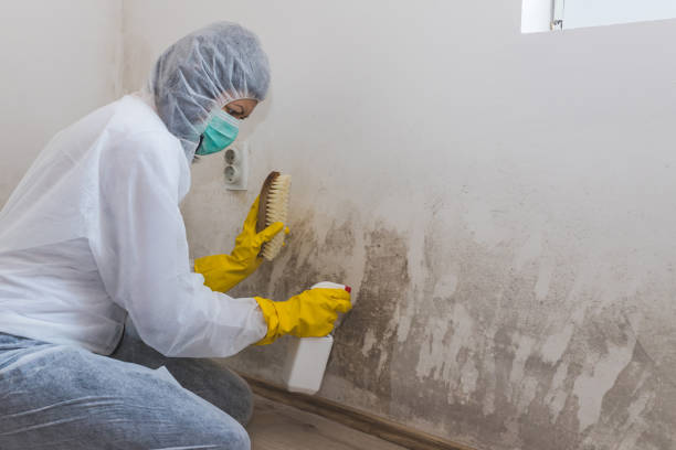 Best Residential Mold Remediation in Dade City North, FL