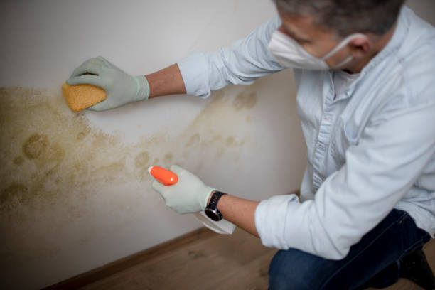 Best Crawl Space Mold Remediation in Dade City North, FL