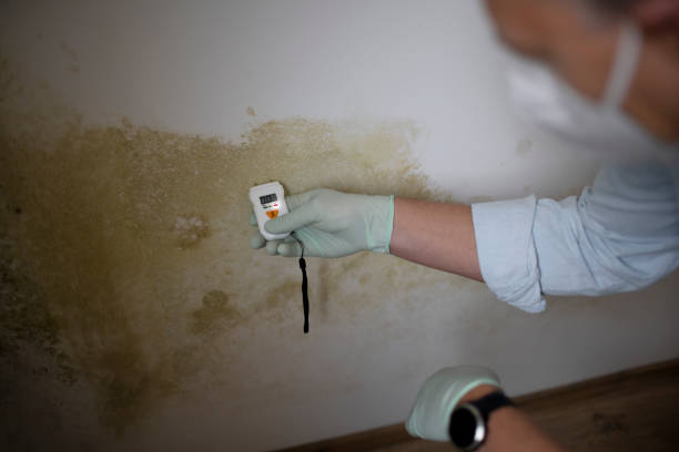 Best Basement Mold Remediation in Dade City North, FL