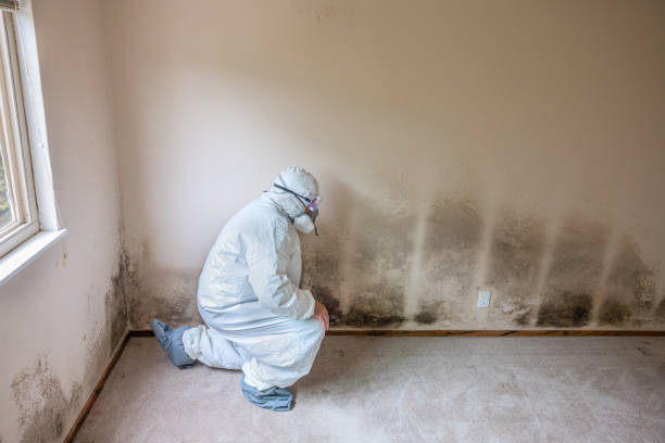 Best Localized Mold Remediation (e.g., coastal areas, humid climates) in Dade City North, FL