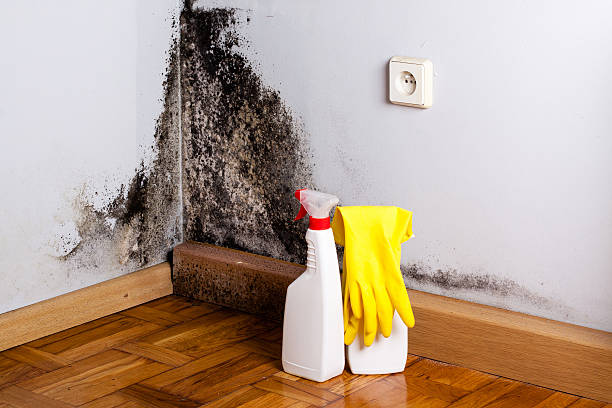 Best Mold Remediation for Specific Building Types in Dade City North, FL