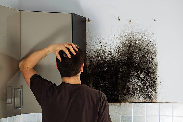 Best Residential Mold Remediation in Dade City North, FL