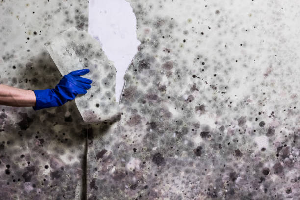 Best Mold Remediation for Schools in Dade City North, FL