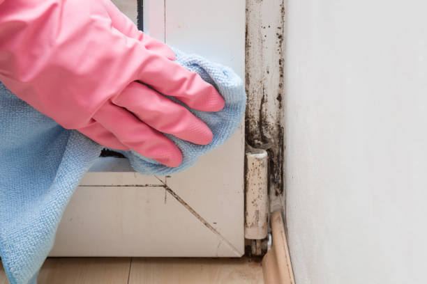 Best Post-Remediation Services in Dade City North, FL